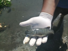 Dormitator latifrons