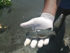 Dormitator latifrons