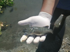 Dormitator latifrons