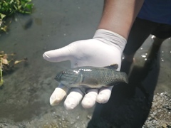 Dormitator latifrons