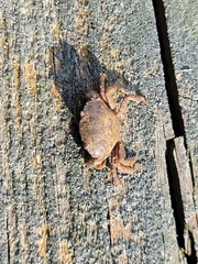 Rhithropanopeus harrisii