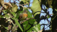 Xenotriccus callizonus