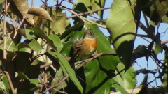 Xenotriccus callizonus