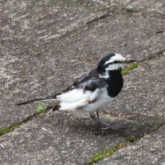 Motacilla alba lugens