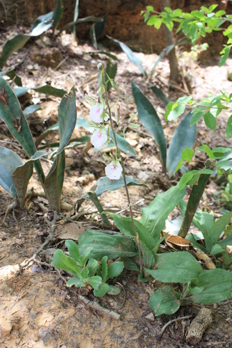 Eulophia guineensis