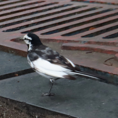 Motacilla alba lugens