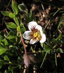 Roepera sessilifolia