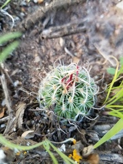 Echinofossulocactus lloydii