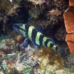 Acanthistius cinctus