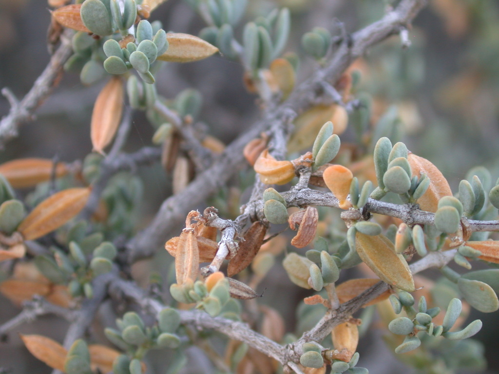 Tetraena tenuis
