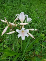 Crinum bulbispermum