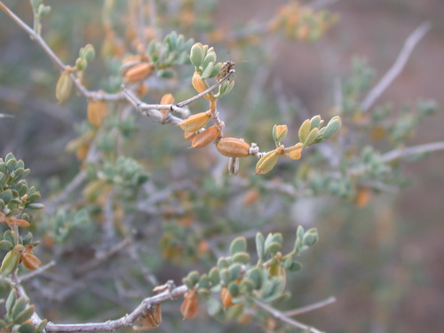 Tetraena tenuis image