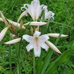 Crinum bulbispermum