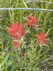 Castilleja miniata ssp. miniata