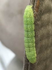 Xylenini