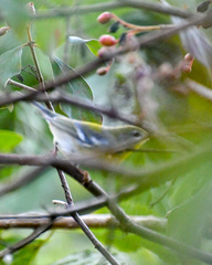 Setophaga americana