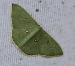 Comostola leucomerata