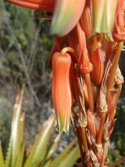 Aloe lineata