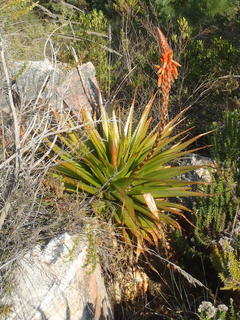 red-spined aloe