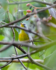 Setophaga americana