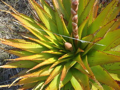 Aloe lineata