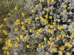 Helichrysum splendidum