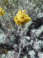 Helichrysum splendidum