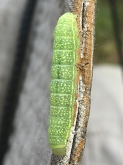 Xylenini