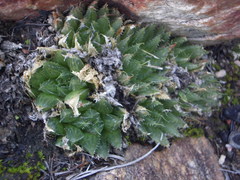 Haworthia outeniquensis