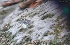 Lieinix nemesis nayaritensis