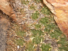 Haworthia outeniquensis