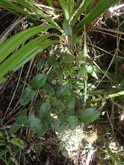 Metrosideros parkinsonii