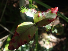 Metrosideros parkinsonii