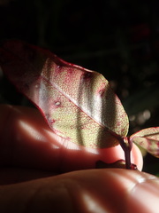 Metrosideros parkinsonii