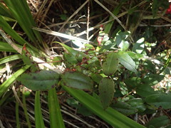 Metrosideros parkinsonii