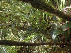 Metrosideros parkinsonii