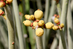 Euphorbia damarana
