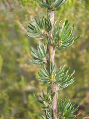 Cliffortia stricta