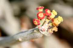 Euphorbia damarana