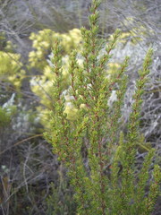 Cliffortia stricta