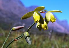Albuca juncifolia