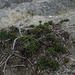 Haplopappus chrysanthemifolius - Photo (c) Nodora L. Moyano, μερικά δικαιώματα διατηρούνται (CC BY-NC-SA), uploaded by Nodora L. Moyano