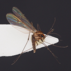 Dixella