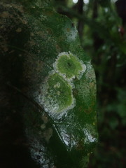 Coenogonium zonatum