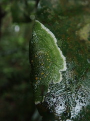 Coenogonium zonatum