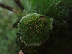 Coenogonium zonatum