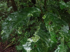 Coenogonium zonatum