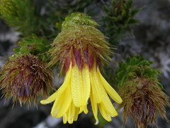 Cullumia carlinoides