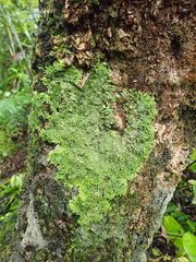 Pannaria minutiphylla