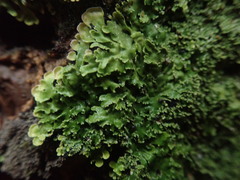 Pannaria minutiphylla
